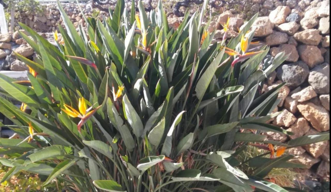 La Casita Ma Petite Folie Tenerife 圣克鲁斯-德特内里费 外观 照片